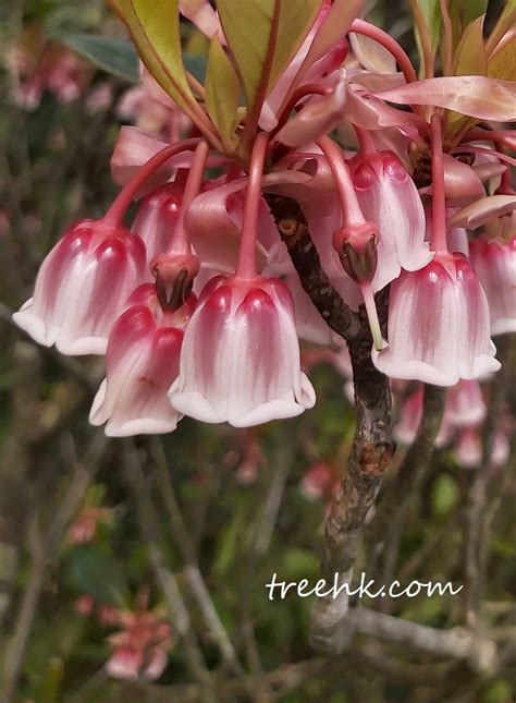 吊鐘花|Enkianthus quinqueflorus